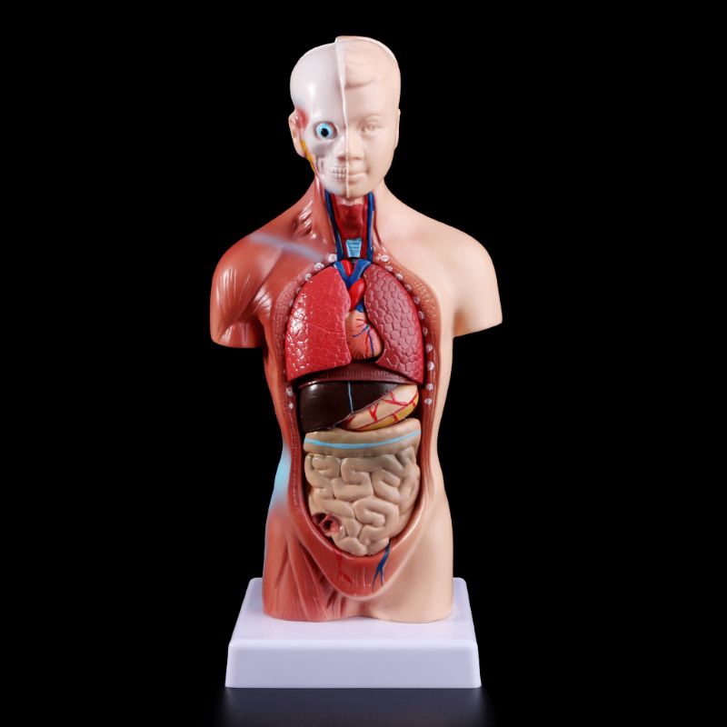 Mô hình cơ thể người phần thân kèm nội tạng cho dạy học | Shopee Việt Nam