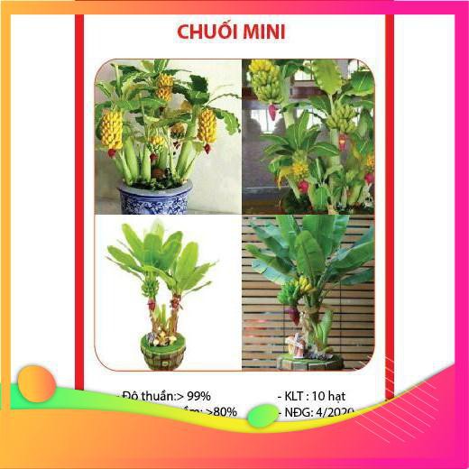 Hạt Giống Chuối Mini - 10 Hạt VIETGAR