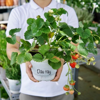 CÂY DÂU TÂY CHỊU NHIỆT JUN GARDEN