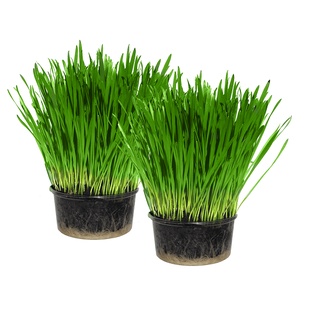 HẠT GIỐNG CỎ LÚA MÌ( LÚA MẠCH) - CỎ MÈO