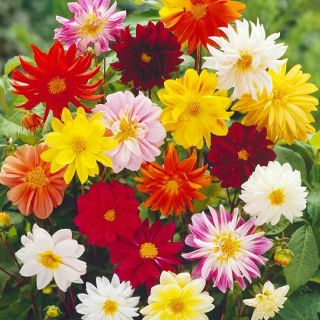 40 Hạt giống hoa thược dược mix
