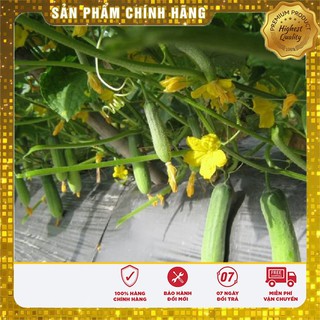 Hạt Giống Dưa Leo Bao Tử ( 10 hạt)