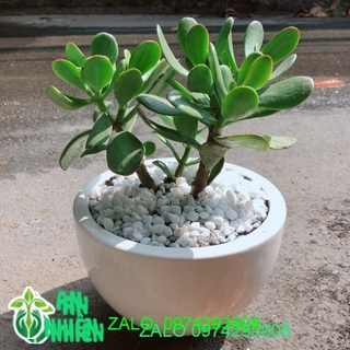 Chậu Cây Ngọc Bích