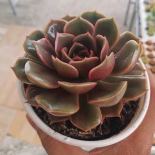 Sen Đá Hồng Xích Nguyệt ( Độc Quyền)