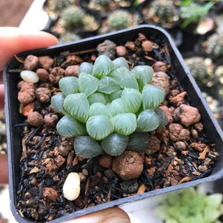 Haworthia kim cương 3-4cm