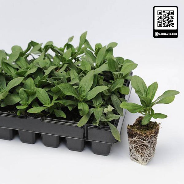 Hạt giống hoa cúc lá nhám (cúc nhi nhám)