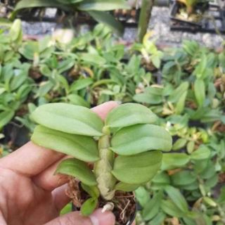 Trầm trắng mắt đỏ lai giống