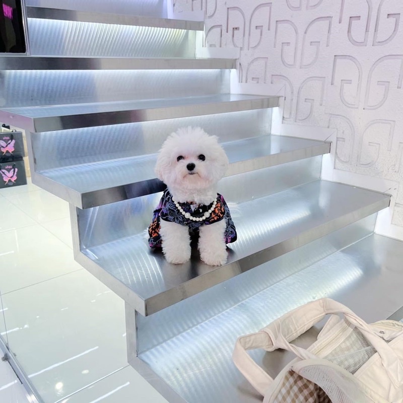 ĐẦM CÔNG CHÚA THÚ CƯNG