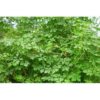 1KG DÂY KHỔ QUA RỪNG ( MƯỚP ĐẮNG RỪNG )