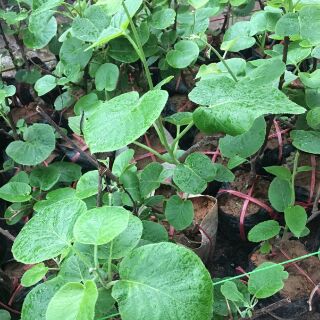 Cây kiwi ruột vàng