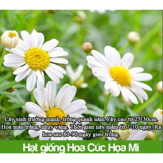 Hạt giống hoa cúc họa mi trắng nhụy vàng