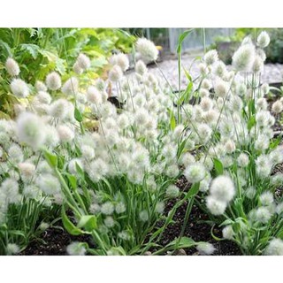 Hạt Giống Cỏ Đuôi Thỏ - 100 Hạt