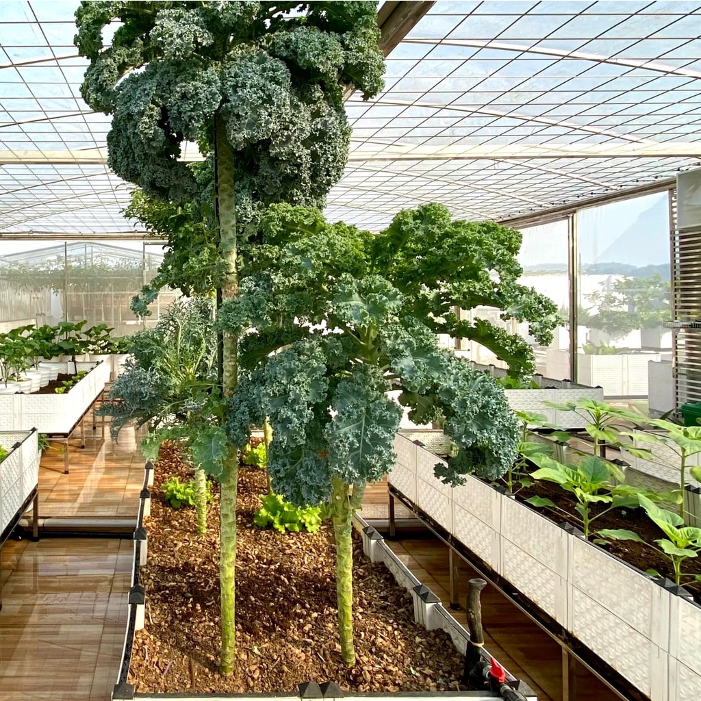 Cải xoăn Kale Bejo Hà Lan gói 35 hạt