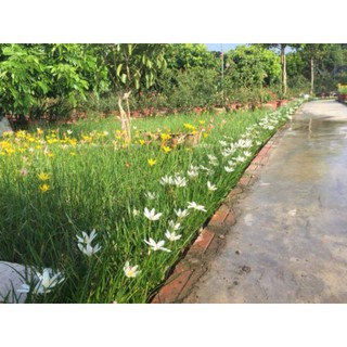 1 củ huệ mưa màu trắng