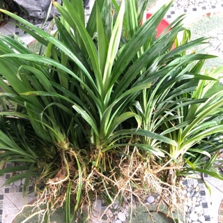 Cây giống lá dứa(rễ trần) 9k/cây