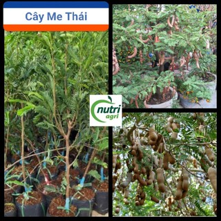 Cây Me Thái Giống - Me Thái Giống Quả Ngọt Sai Dễ Trồng