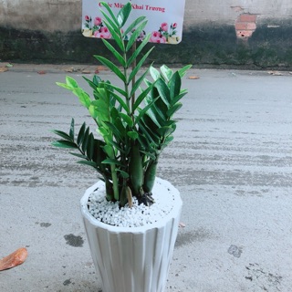 Chậu Cây Kim Phát Tài (Kim tiền) Kèm Bảng Khai Trương