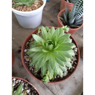 🌷Sen đá các loại🌷