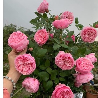 Hoa hồng Bụi Mỹ Lady Heirloom Hương Thơm Mạnh Mẽ- Vườn Hoa Melinhrose