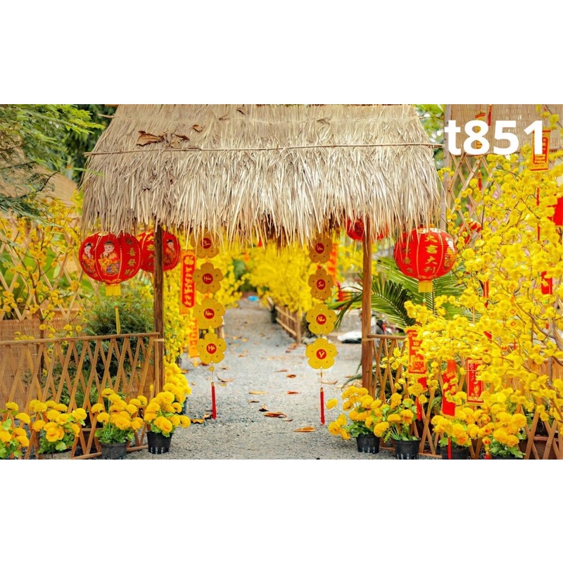 Phông nền chụp ảnh mã T851