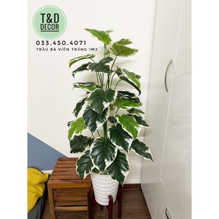Trầu bà giả, hoa tiết viền trắng cao 1M2 - Cây giả decor