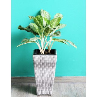 Chậu nhựa trồng cây mây nhựa đan vuông vát P003