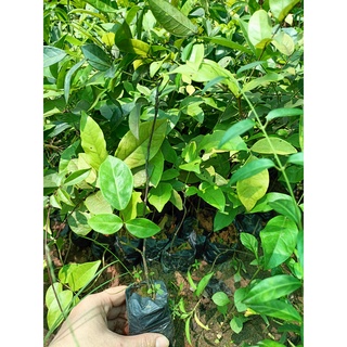 Cây giống cát sâm