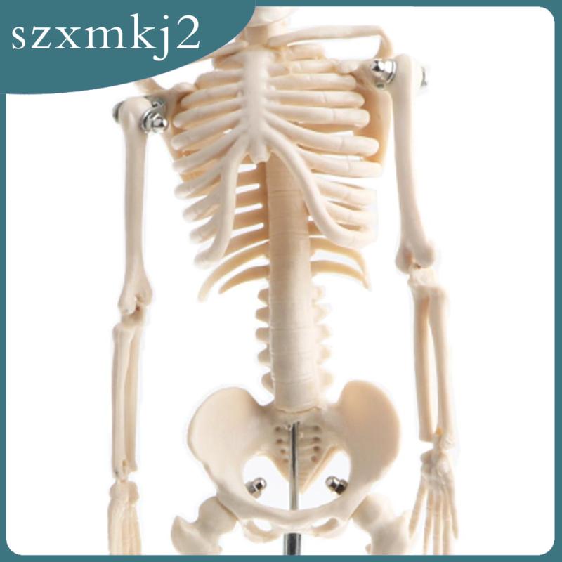 Mô Hình Xương Người Bằng PVC 42cm Zxmkj2