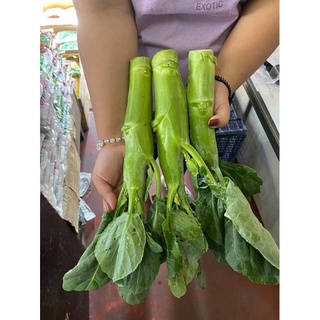 Hạt giống cải ngồng làn julia f1