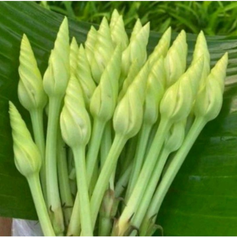 Hạt giống rau Chom chan Thái Lan