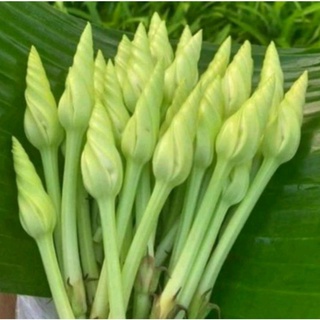 Hạt giống rau Chom chan Thái Lan