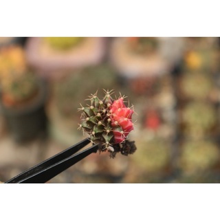 Xương rồng Lem