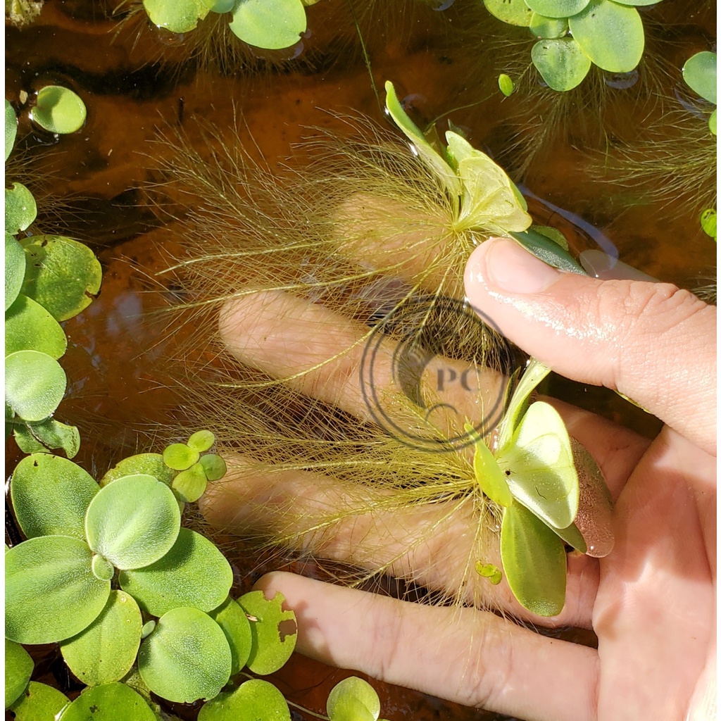 1 nhánh bèo cái lọc nước rễ dài trang trí bể thủy sinh cá cảnh