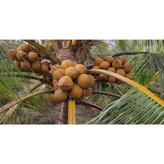 cây giống dừa dứa (chuẩn giống mau trái siêu sớm)