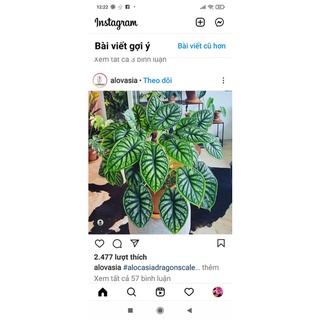 alocasia dragon scale(môn vảy rồng xanh)chậu 1 cây lớn