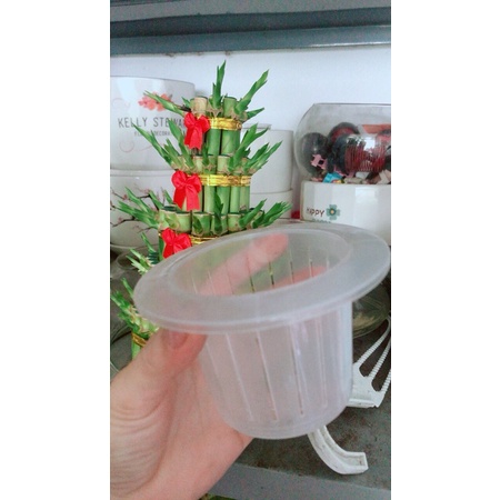 Nắp Trồng Thuỷ Sinh