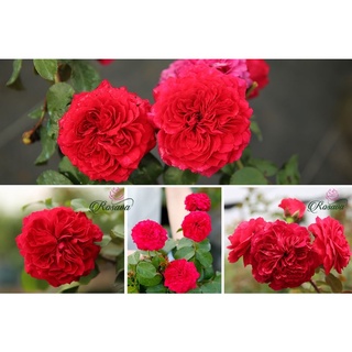 Hoa hồng Red Leonardo Da Vinci rose