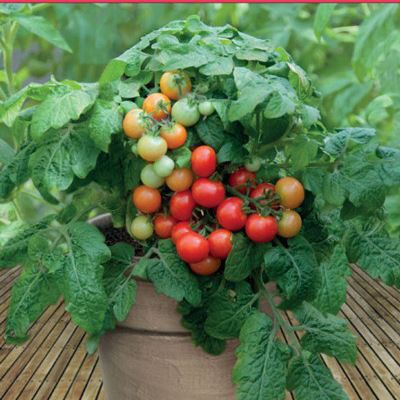 Hạt giống cà chua bi lùn đỏ 30 hạt - tặng kèm 3 viên nén kích thích ươm hạt giống