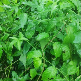 Cây xương khỉ cây bìm bịp tươi hoàn ngọc trắng làm thuốc