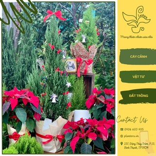 Cây noel, tùng bút, tùng sơn, hoa trạng nguyên đỏ, trang trí giáng sinh chirstmas