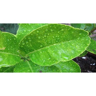 Lá Chanh Tươi OhKHOn 0.5kg dùng làm Gà Rang Lá Chanh, Khô Gà Lá Chanh