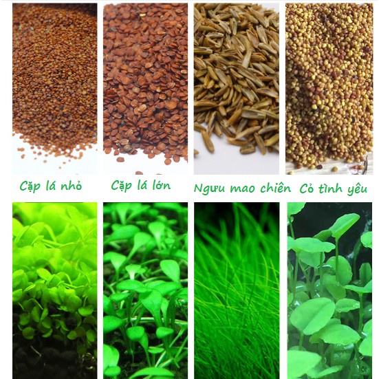 Hạt giống Cây thủy sinh (Trân châu ngọc trai, Ngưu mao chiên, cỏ tinh yêu...)