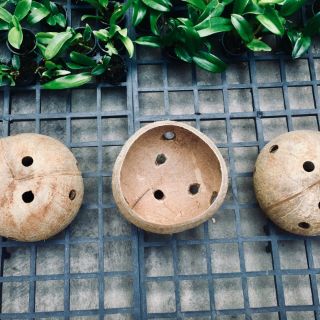 Chậu gáo dừa