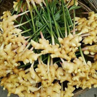 💥MỨT GỪNG NHÀ LÀM(Lát mỏng)💥
