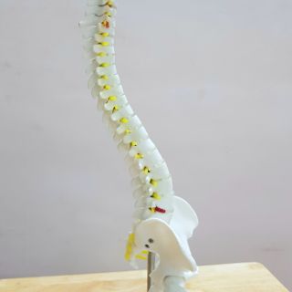 MÔ HÌNH CỘT SỐNG 45CM