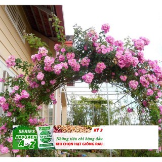 Hạt giống hoa hồng leo pháp nhiều màu tặng 1 phân bón 20h - hạt giống hoa hồng leo pháp