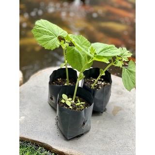 50 túi ươm cây túi bầu ươm KT 5x11cm chuyên dùng ươm các loại cây dưa, bầu, bí, mướp