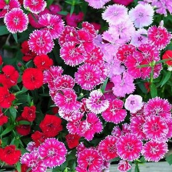 Hạt Giống Hoa Cẩm Chướng F1 Loại Siêu Dễ Trồng dễ chăm sóc kháng sâu bệnh [ Gói 50gram,100gram,200gram]