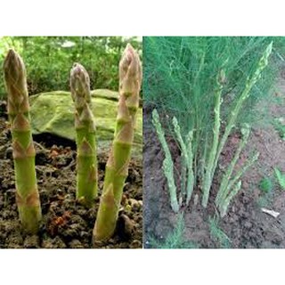 GÓI 200 HẠT GIỐNG MĂNG TÂY XANH F1