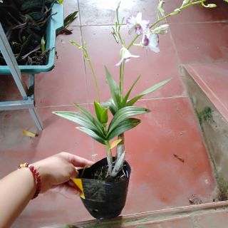 Hoa phong lan chớp enino